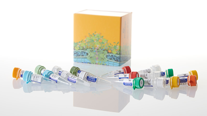 P1450_Riboprobe--System---T3-3aT7_3