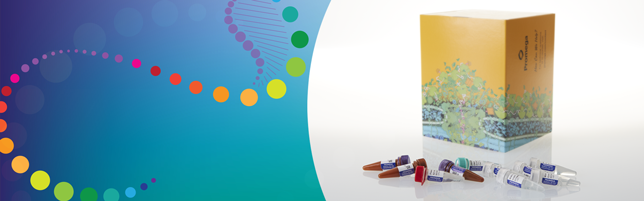 de-2025-pm-email-header-powerplex35gysystem-644x200-v6