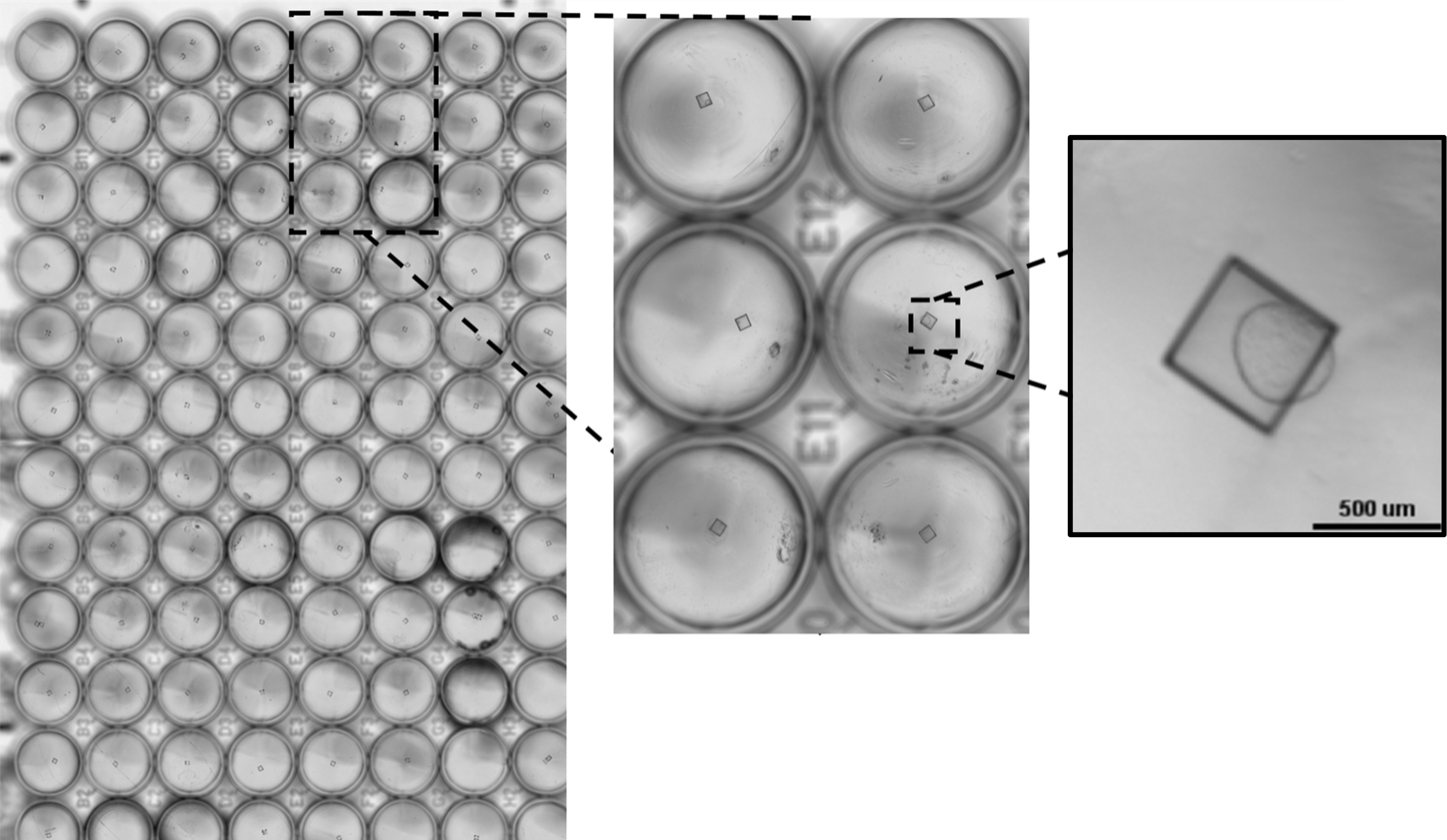 customized assay plates with single organoid in each well