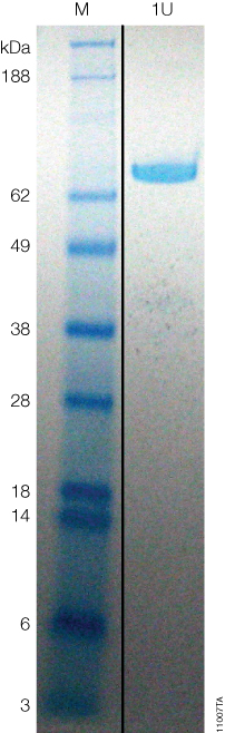 Coomassie-stained gel of HaloTEV Protease showing 1 unit (U) of protein with the specific activity of 1 unit/µg.
