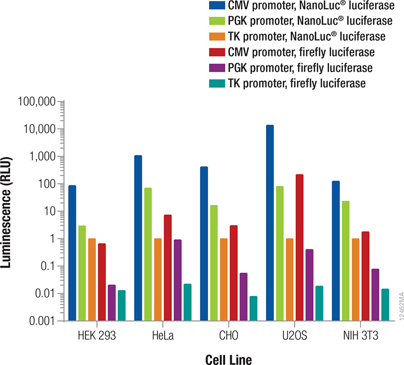 Relative luminescence for firefly and NanoLuc® luciferases expressed from constitutive promoters in multiple cell types.