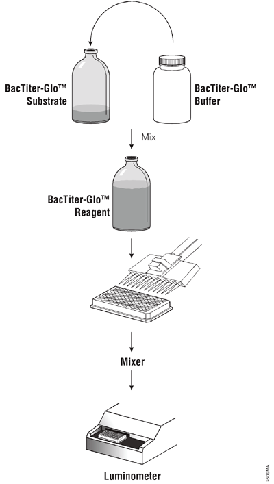 Overview of the BacTiter-Glo Microbial Cell Viability Assay protocol.