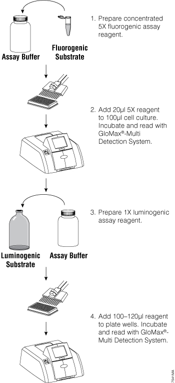 Fluorescent/Luminescent multiplex protocol overview.