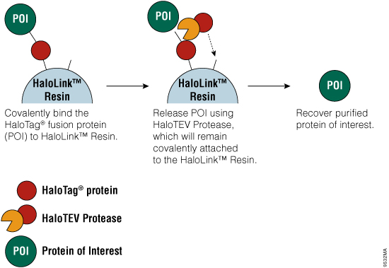 Streamlined purification process leads to higher purity and recovery of recombinant proteins from cultured cells.