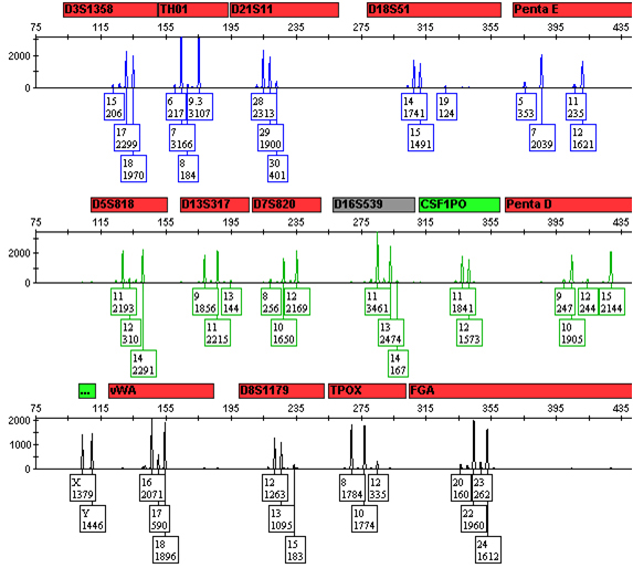 A 9:1 mixture of DNA from two sources.