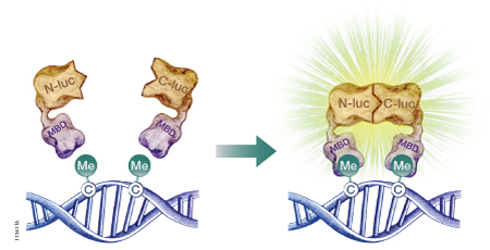 A schematic diagram showing the use of a split-luciferase biosensor to assess DNA methylation at the genome level. Figure# 11341TA